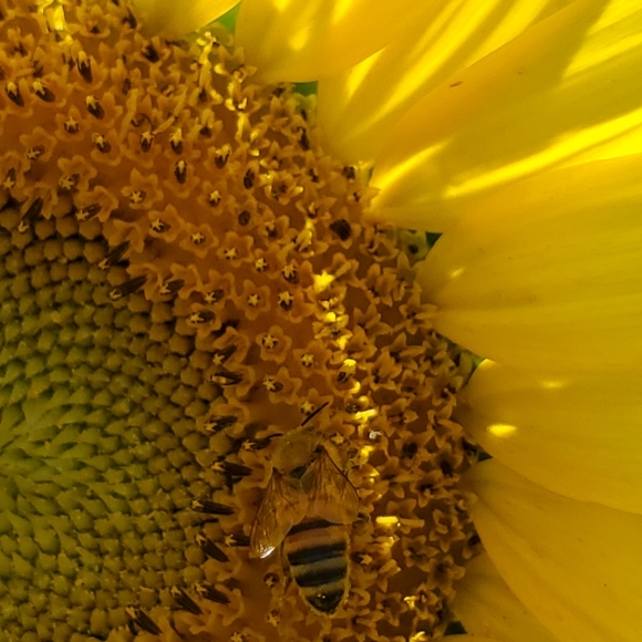 Sunflower Fields - Picture 3 of 5